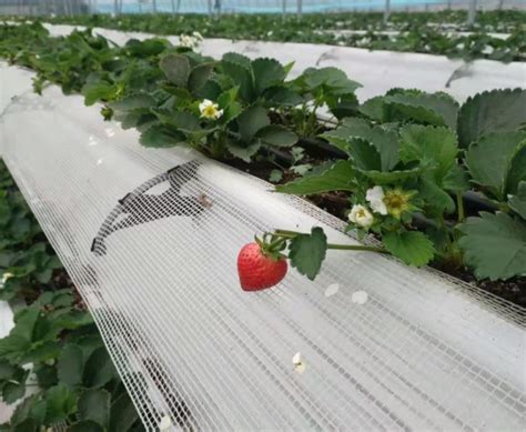 草莓种植技术｜草莓无土栽培的基质和栽培方式