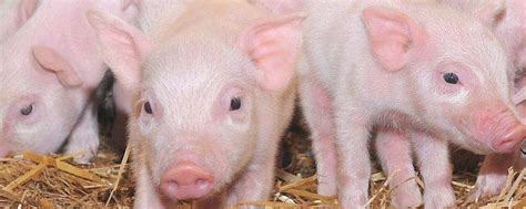 二十斤小猪一天喂几次 - 农村网