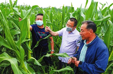 技术员指导绿色无公害种植甜玉米技术-随州市人民政府门户网站