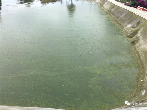 养殖户怎样预防和处理池塘水面出现的“泡泡”-中国鳗鱼网