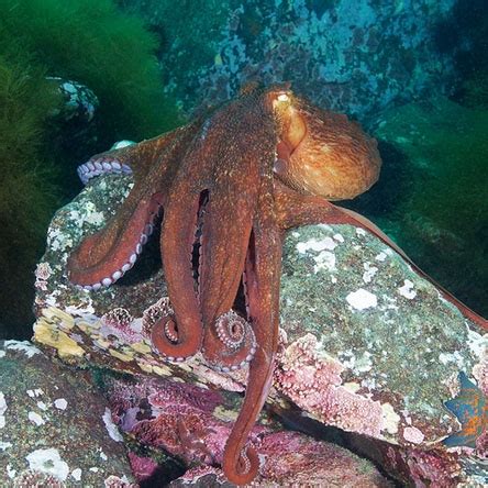 深海章鱼高清图片下载-正版图片600035876-摄图网