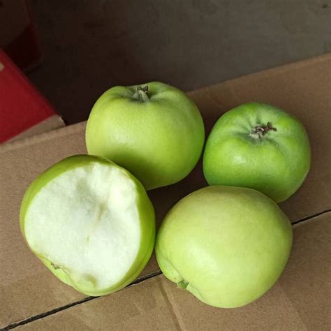 青苹果有哪些优良品种？ - 惠农网