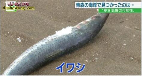 日本海岸鱼死尸遍布40公里！大量沙丁鱼死亡事件诡异！_奇闻异事_毒蛇网