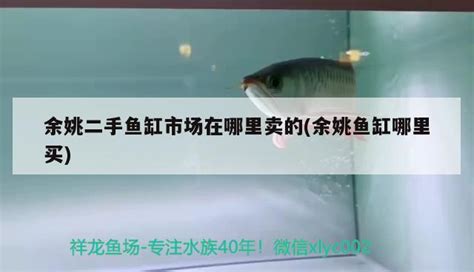 宜春哪里有鱼缸卖的店铺地址(宜昌鱼缸专卖店) - 野彩鱼 - 广州观赏鱼批发市场