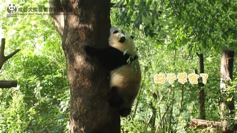 教花花爬树有多费大熊猫？_腾讯视频