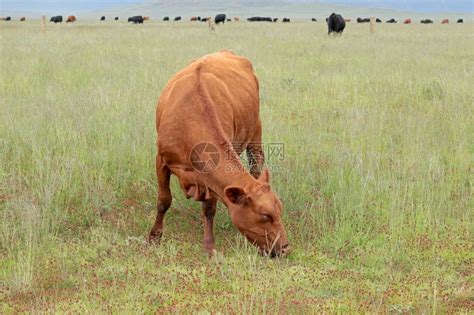 一种在南非个农村场草地上自由放牧牛群南非喂食户外高清图片下载-正版图片307603254-摄图网