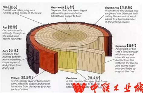 卖家具的，就应该懂这些木材知识！--张家港木材网