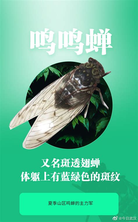 金蝉脱壳丑小虫的华丽变身 为您全景呈现蝉蜕时刻_荔枝网新闻