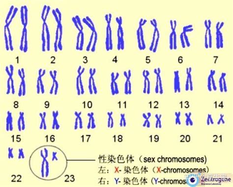 下图是经过整理后的男女染色体图 A图