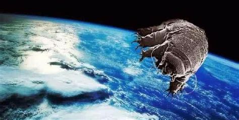 地球最强生物“水熊虫”冷冻30年大复活 - 神秘的地球 科学|自然|地理|探索