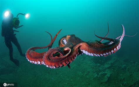 深海大章鱼高清图片下载-找素材