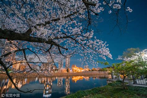 东京上野公园樱花满开 华灯初上如梦似幻
