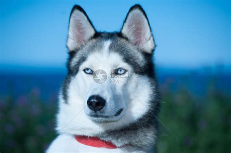 西伯利亚胡斯基狗宠物眼睛猎犬朋友哺乳动物耳朵蓝色毛皮犬类场地高清图片下载-正版图片320675598-摄图网