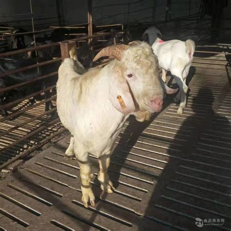 2023年活羊价格今日羊价格表 - 惠农网