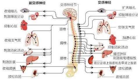 神经支配区域图图片
