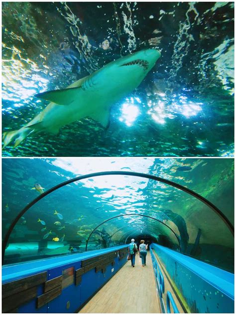 日本最值得参观的10所水族馆（上篇）__凤凰网