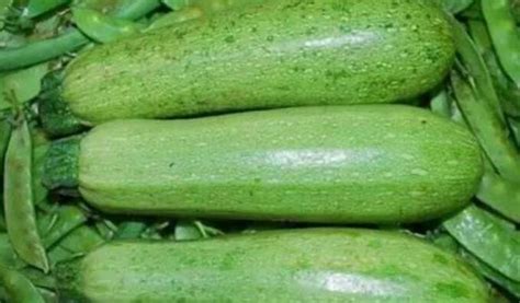 农村的白瓜叫什么,蔬菜白瓜图片,100种瓜类图片_大山谷图库