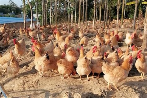 养鸡厂，生产的白色肉_千库映像