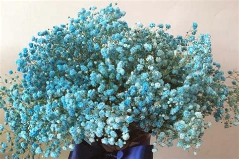 蓝色满天星的花语，送人代表什么意思 - 花花聊花