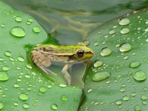 【荷叶青蛙摄影图片】本溪生态摄影_追风_太平洋电脑网摄影部落