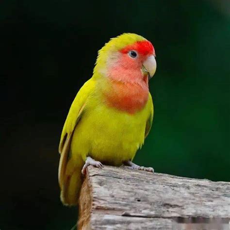 红头绿闪牡丹鹦鹉,金顶牡丹鹦鹉,紫罗兰牡丹鹦鹉_大山谷图库