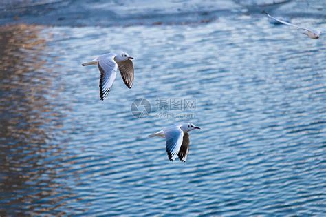 海鸟图片