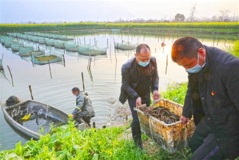 长图来报 |看，这就是“黄鳝产业第一镇”张沟_仙桃_新闻中心_长江网_cjn.cn