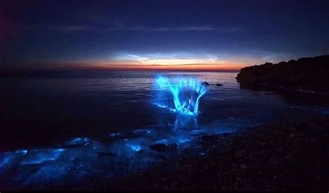 澳大利亚现蓝色荧光海滩 唯美如奇幻世界 - 海洋财富网