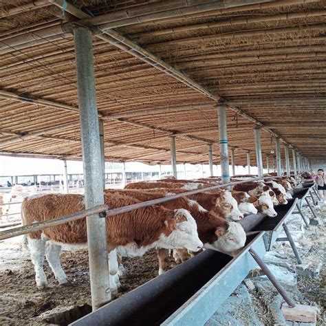 凯富特标准养殖牛羊大棚建设 光伏养殖牛棚图片