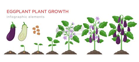 番茄生长阶段蔬菜植株生长周期插画图片素材_ID:425289552-Veer图库