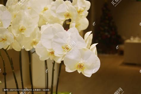 白色蝴蝶兰,花卉,植物花草,摄影,汇图网www.huitu.com