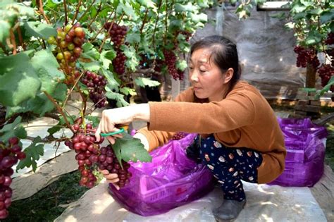 饶阳县：发展葡萄产业 助力脱贫致富-衡水长安网群-长城网站群系统
