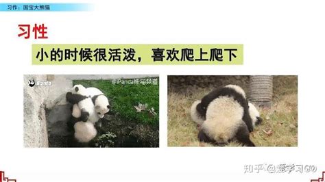 熊猫的外形特点描写 熊猫的外形特点描写介绍_知秀网