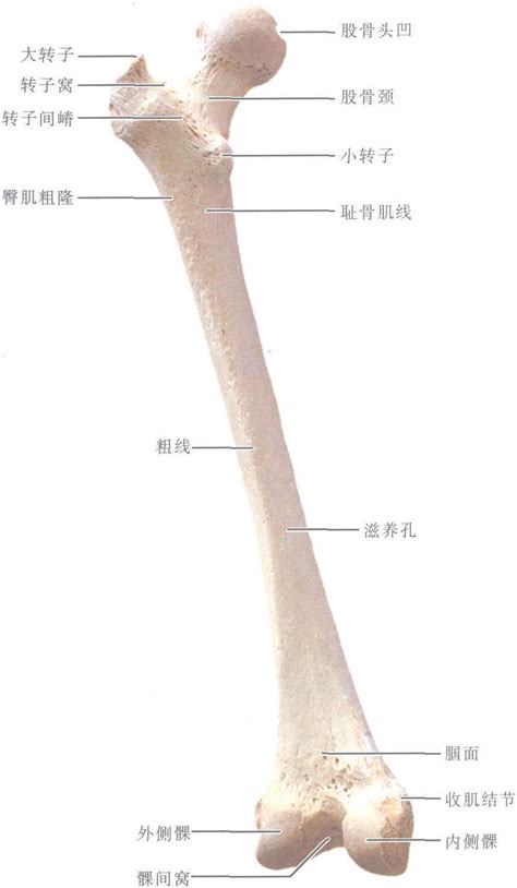 图1-1-38 股骨-基础医学-医学