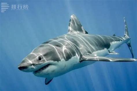 最大的大白鲨能长到多大，这些珍贵的资料记录告诉你|大白鲨|鲨鱼|体长_新浪新闻