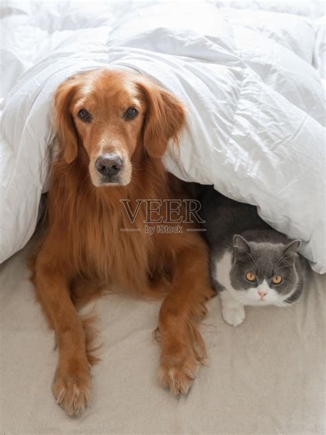 金毛猎犬和英国短毛猎犬一起睡在床上摄影图片素材_ID:410226384-Veer图库