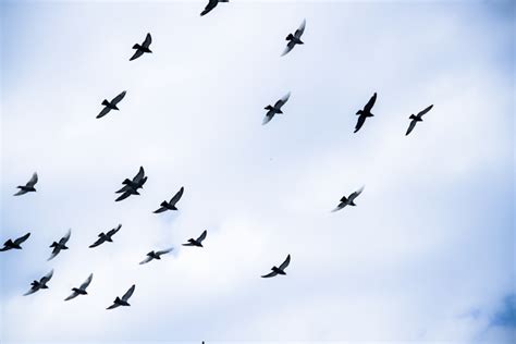 小鸟在天空中怎样的飞 画小鸟飞在蓝天里图片 林中的小鸟_说说中国网