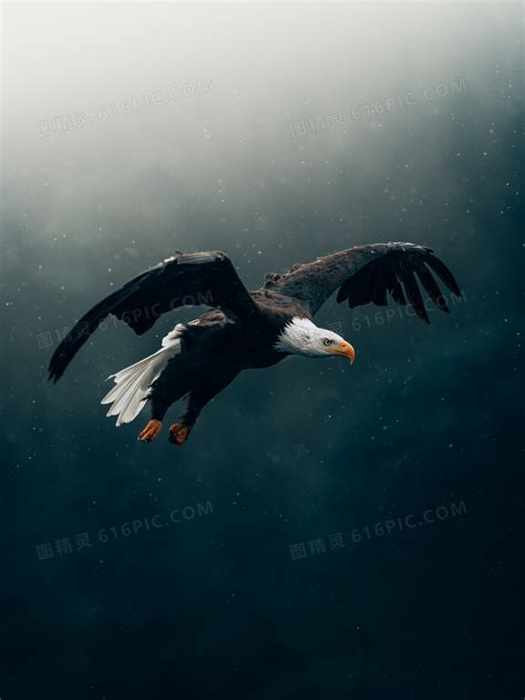 雄鹰展翅图片素材-正版创意图片500981120-摄图网