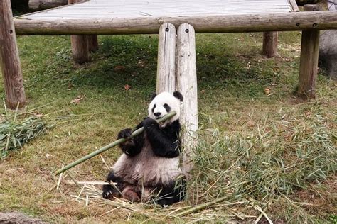 旅美22年 大熊猫“白云”携子回国_大众网