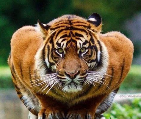 老虎的身体素质，与人类相比能够达到什么水平，你能打过它吗？