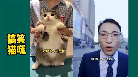 全球搞笑猫咪，猫咪迷惑行为_腾讯视频