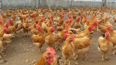中国十大名鸡品种排行 德化黑鸡上榜，第一产自海南省 - 手工客