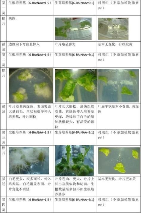 观察并记录植物的科学家高清图片下载-正版图片501803422-摄图网