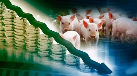 猪肉价格下跌34%背后：市场目前仍处于恐慌阶段 - 猪好多网