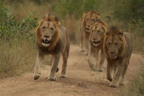 世界公认的十大传奇狮王名字 - 金融 - 尧都门户网