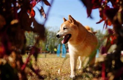 柴犬北登图片