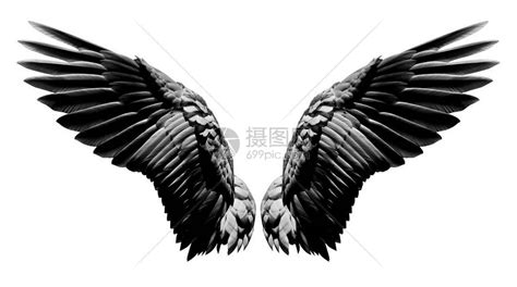 天使翅膀自然黑翼羽毛与白隔绝高清图片下载-正版图片503419303-摄图网