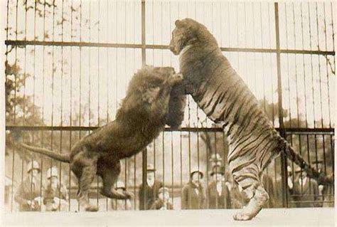 一只老虎可以秒杀狮子？ 如果狮群挑战老虎群谁更厉害？