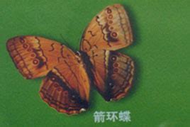 宝岛台湾蝴蝶展 - 全国农业展览馆（中国农业博物馆） - 全国农业展览馆