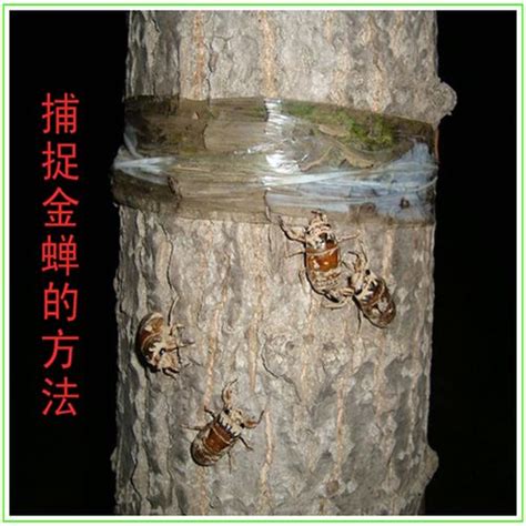 金蝉的营养价值和养殖技术 - 养殖百科 - 中国农业科普网